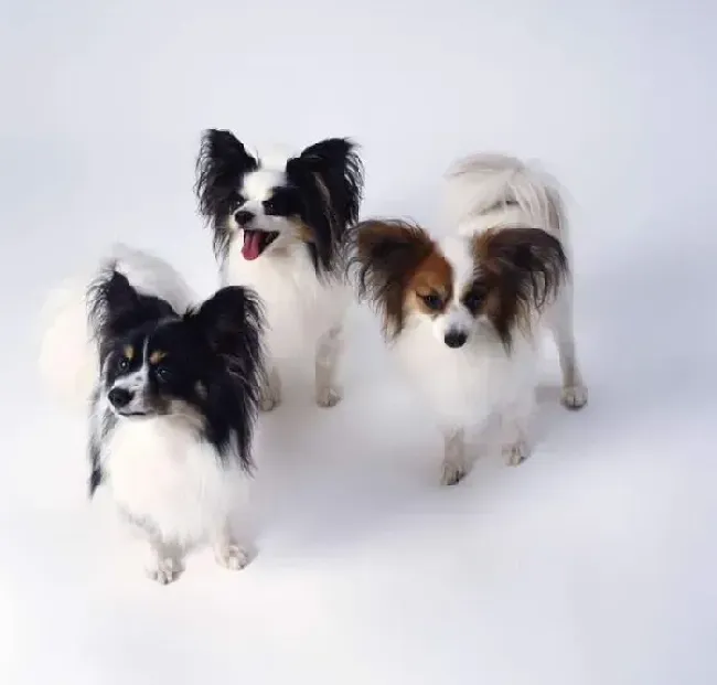 蝴蝶犬|主人们如何帮助蝴蝶犬健康的度过炎炎夏日