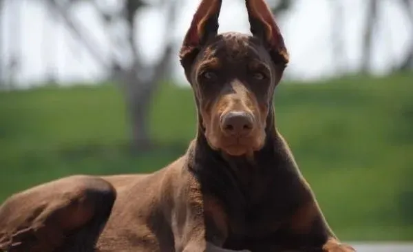 杜宾犬|怎样让杜宾犬更好的适应陌生的环境