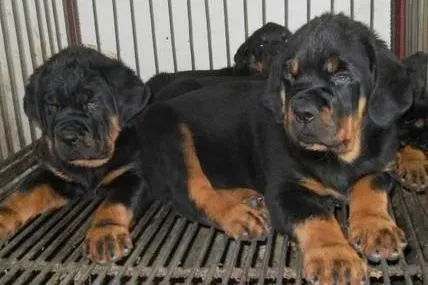 罗威纳犬|生活小常识 罗威纳犬出现挑食的情况怎么办