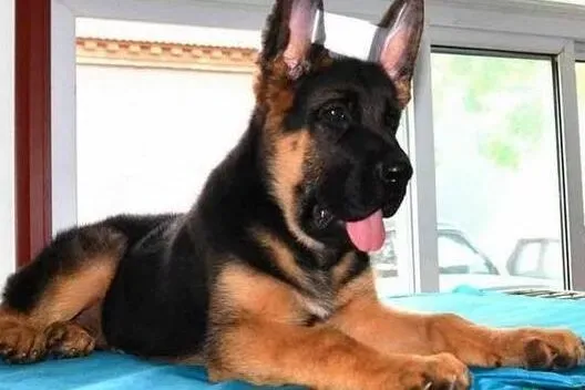 德国牧羊犬|怎样掌握给德国牧羊犬梳理工作的要领