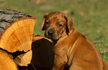 罗得西亚脊背犬的养护常识 要适度运动 | 罗得西亚脊背犬