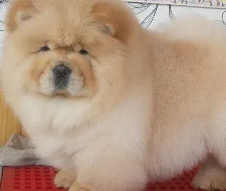 松狮犬|怎么饲养训练才能养出好的松狮犬