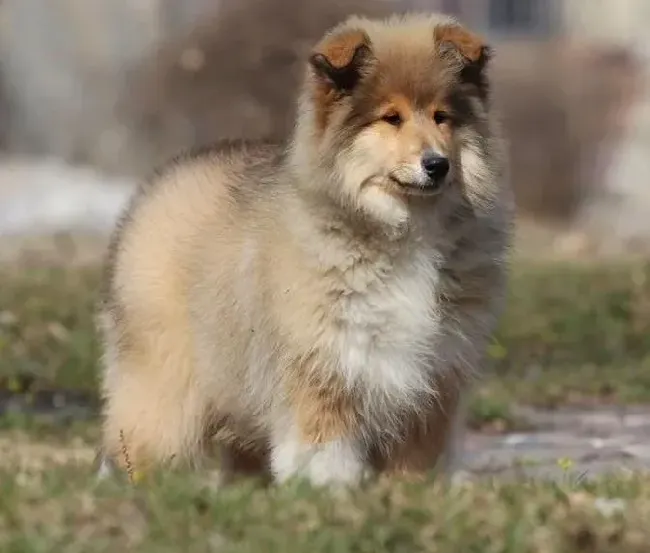 苏格兰牧羊犬|苏格兰牧羊犬最近抽搐，后腿无力没事吧