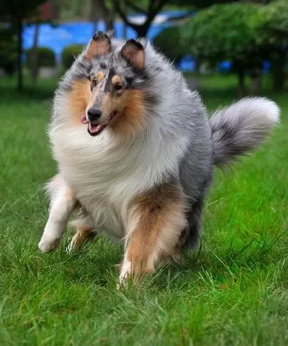 苏格兰牧羊犬|如何去除苏格兰牧羊犬的黑眼圈