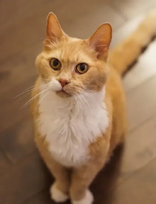超励志！慵懒胖猫咪减肥三年 成功变身结实瘦猫 | 猫