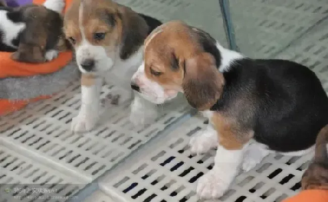 比格犬|如何让比格犬在日常生活中养成一个良好的生活习惯