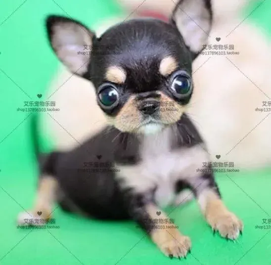 吉娃娃|吉娃娃剃光毛发后可以让毛发长的更好吗
