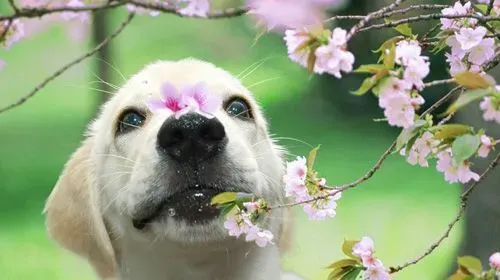 有没有狗狗避孕药 避孕的处理方法 | 狗