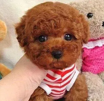 泰迪犬|泰迪犬扑向主人有哪些改善方法