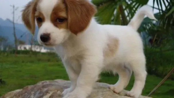 比格犬|比格犬要做绝育吗