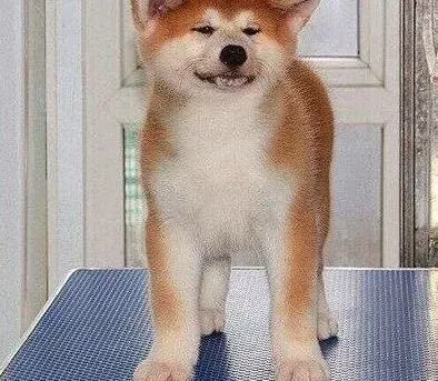 秋田犬|带秋田犬外出散步的好处以及注意事项