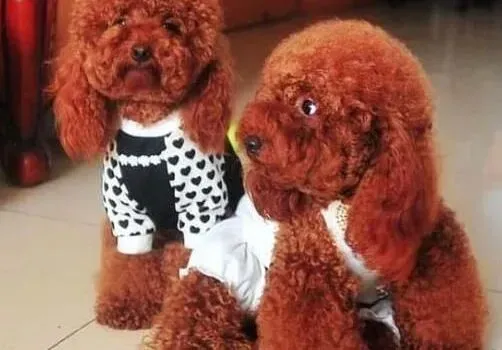 泰迪犬|定期为泰迪犬接种疫苗和身体检查的好处