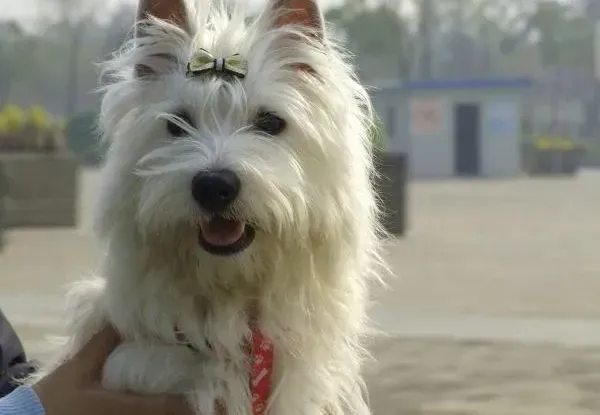 西高地|炎热季节如何让西高地喜欢上游泳这项运动
