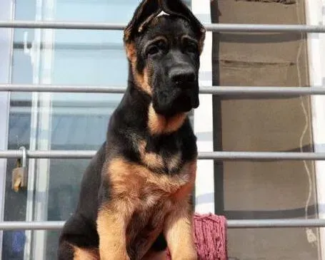 德国牧羊犬|随时随地训练德国牧羊犬 使其变得更加出色