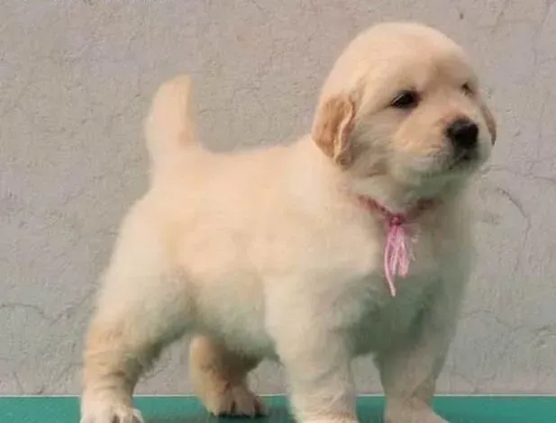 金毛|金毛犬如果不吃饭，我们该如何应对