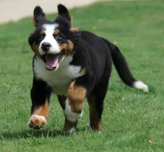 伯恩山犬|伯恩山犬没精神上吐下泻的是怎么了