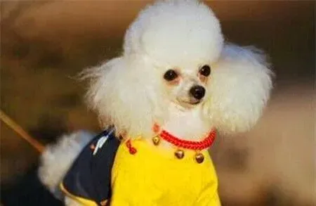 贵宾犬皮肤病涂什么药 贵宾犬皮肤病治疗及预防 | 贵宾犬