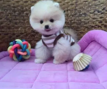 博美犬|博美犬吃纽崔莱的螺旋藻宠物美毛片好吗