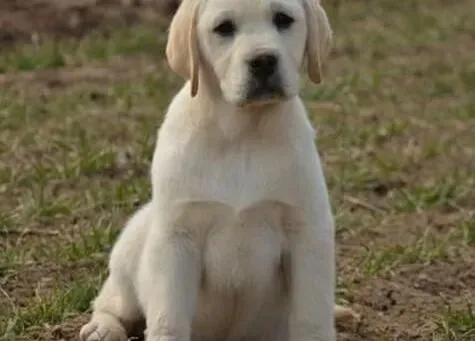 拉布拉多|喂养怀孕期间的拉布拉多犬母犬的须知