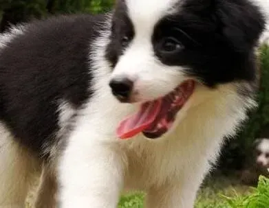 边境牧羊犬|照顾边境牧羊犬时要注意六点