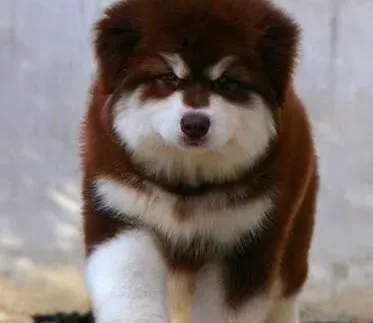 阿拉斯加犬|如何树立主人在阿拉斯加雪橇犬心中的地位