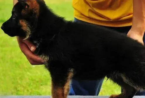 德国牧羊犬|德国牧羊犬适合吃什么种类的狗粮