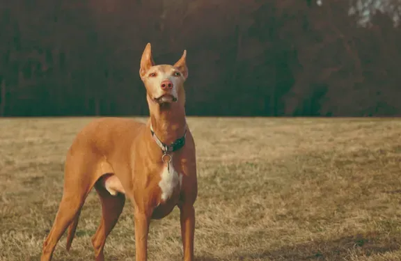 法老王猎犬有什么用 法老王猎犬可以狩猎 | 法老王猎犬