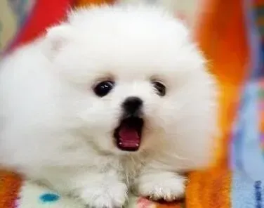 博美犬|博美犬吃了生酸会不会生病啊