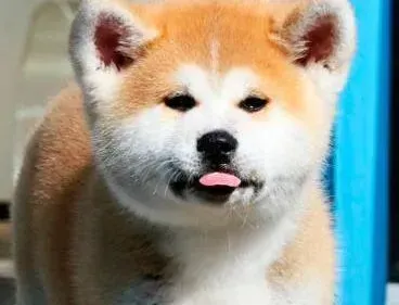 秋田犬|最近秋田犬总干呕是什么问题