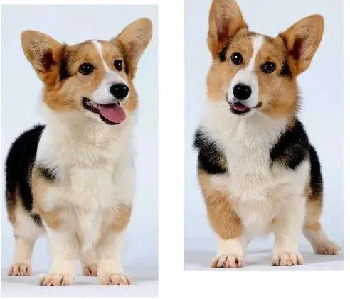 柯基犬|柯基犬发情期与孕期的基本常识