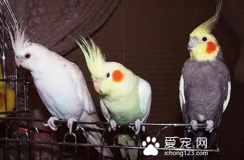 鹦鹉会不会中暑 鹦鹉中暑怎么办 | 