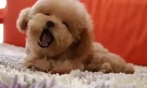 泰迪犬|泰迪犬的毛色为什么会随着时间产生变化