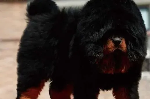 藏獒|藏獒犬抵抗力低食补最健康