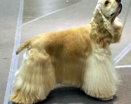 可卡犬|3个月左右的可卡犬一天睡几个小时好