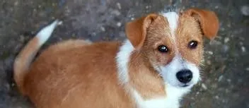 狗狗饲养知识大全 溺爱的主人适合饲养的犬 | 狗
