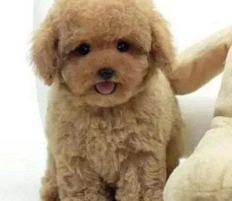 泰迪犬|泰迪犬疫苗后有点感冒了没事吧