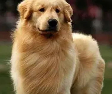 金毛|狗狗换毛非同小可 金毛犬换毛的几点注意事项