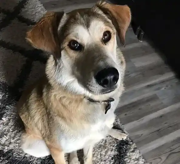 超可爱固执汪星人 小主人开空气门才进门的小怪癖 | 狗