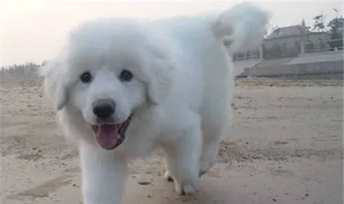 大白熊犬毛色 一般毛色是白色或白色带有灰色 | 大白熊犬
