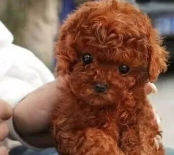 泰迪犬|帮助泰迪犬赶走孤独的方法