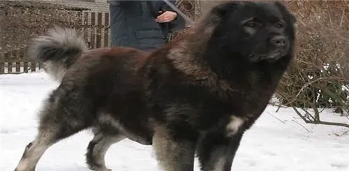 圣伯纳犬吃什么 圣伯纳犬最好还是吃狗粮 | 圣伯纳犬