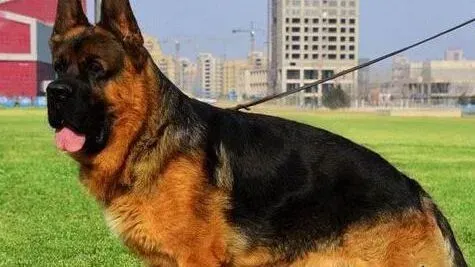 德国牧羊犬|德国牧羊犬咳嗽喘粗气应该吃些什么药