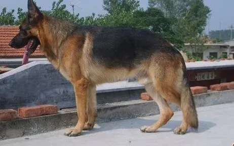 德国牧羊犬|这样的亲吻你要不要？怎样制止德国牧羊犬舔人