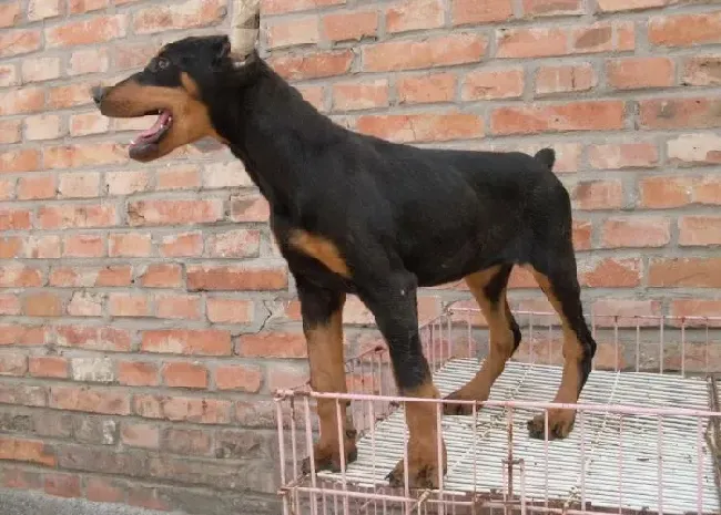 杜宾犬|挑选绝招 挑选杜宾犬时要注意哪些细节