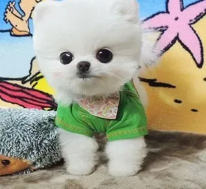 博美犬|博美犬老是像咳嗽的一样的喘息是为什么