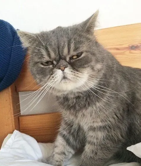 情侣看完寻猫启事 下一个路口就遇见走失猫 | 猫