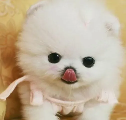 博美犬|博美犬换毛期 居家护理要点