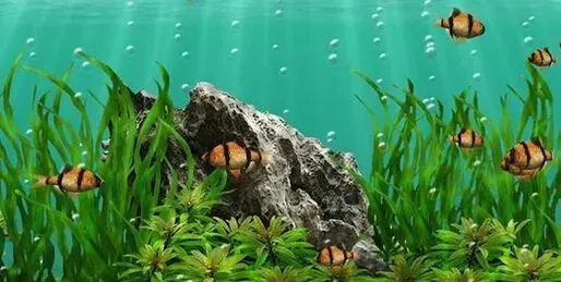 虎皮鱼倒立 可能虎皮鱼得了失衡症所致 | 虎皮鱼