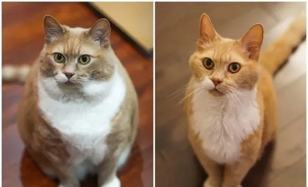 超励志！慵懒胖猫咪减肥三年 成功变身结实瘦猫
