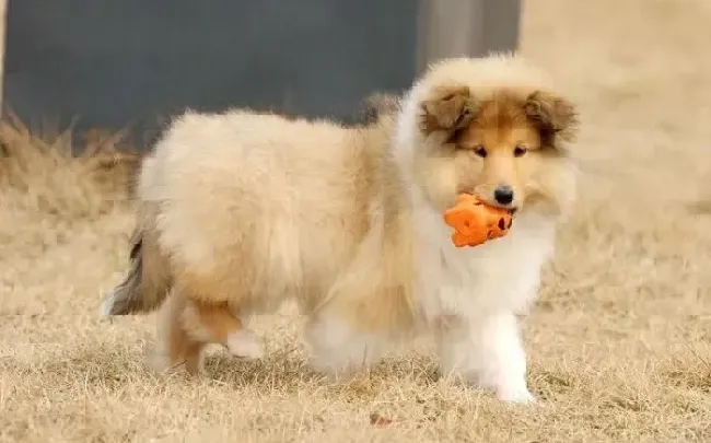 苏格兰牧羊犬|苏格兰牧羊犬最近打喷嚏，流鼻涕，很瘦如何是好